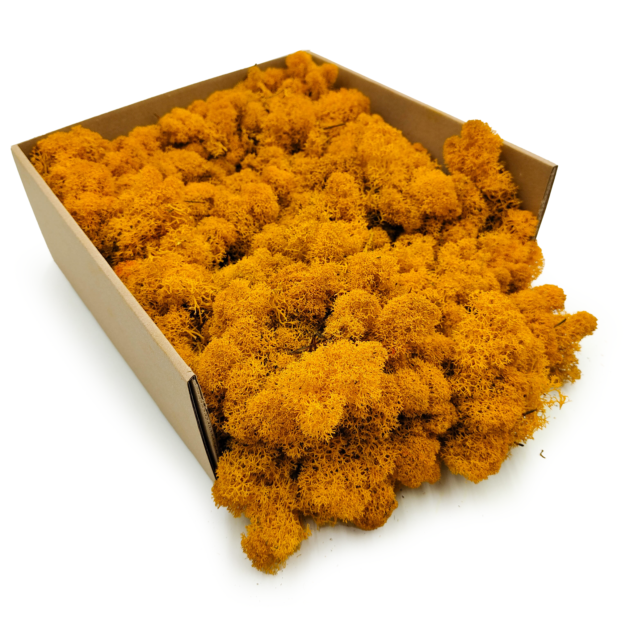 Mech Chrobotek Reniferowy – Fiński – Oczyszczony – Ciemnożółty – 250g NETTO