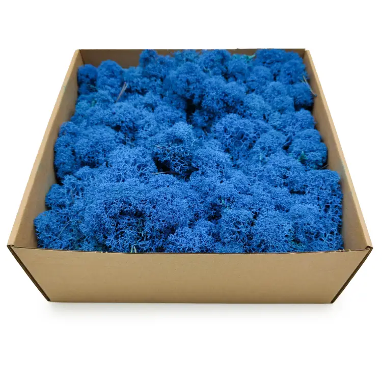 Niebieski zblizenie 2.png