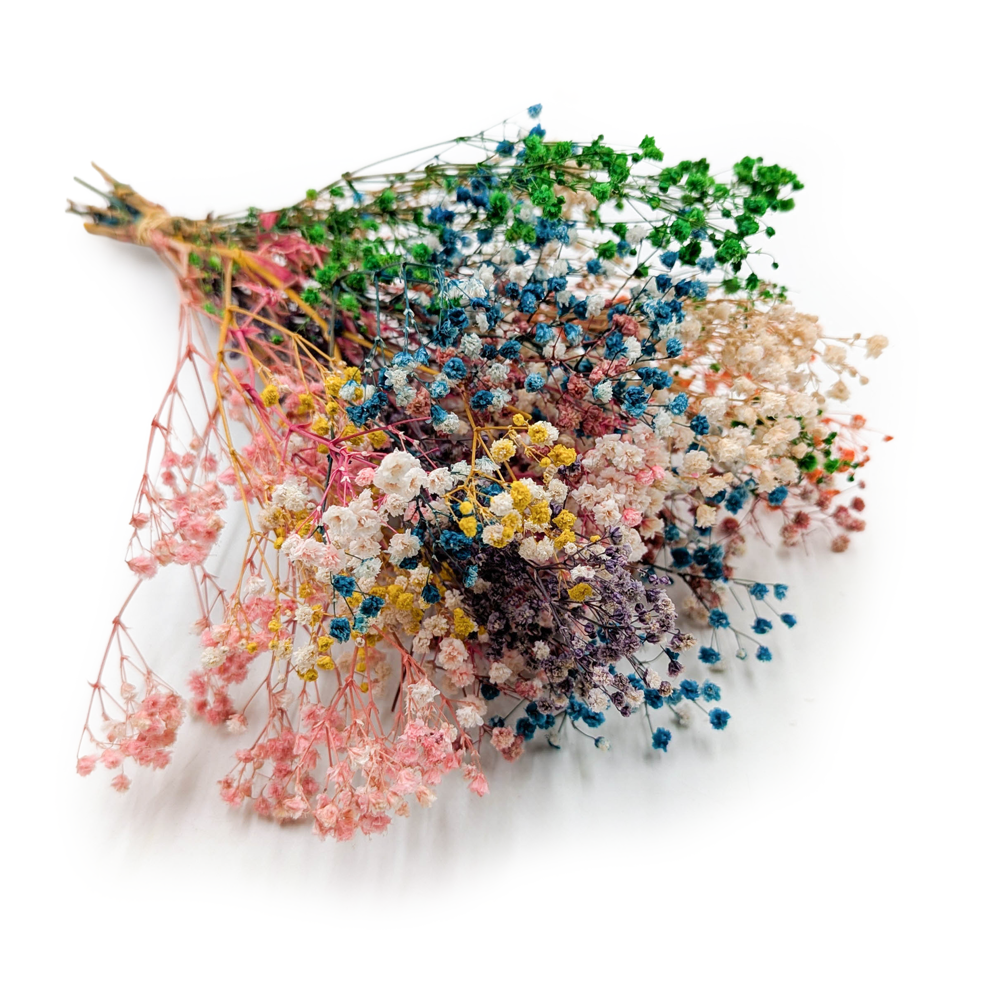 Gipsówka Stabilizowana Premium - (gypsophila) - Tęczowy mix