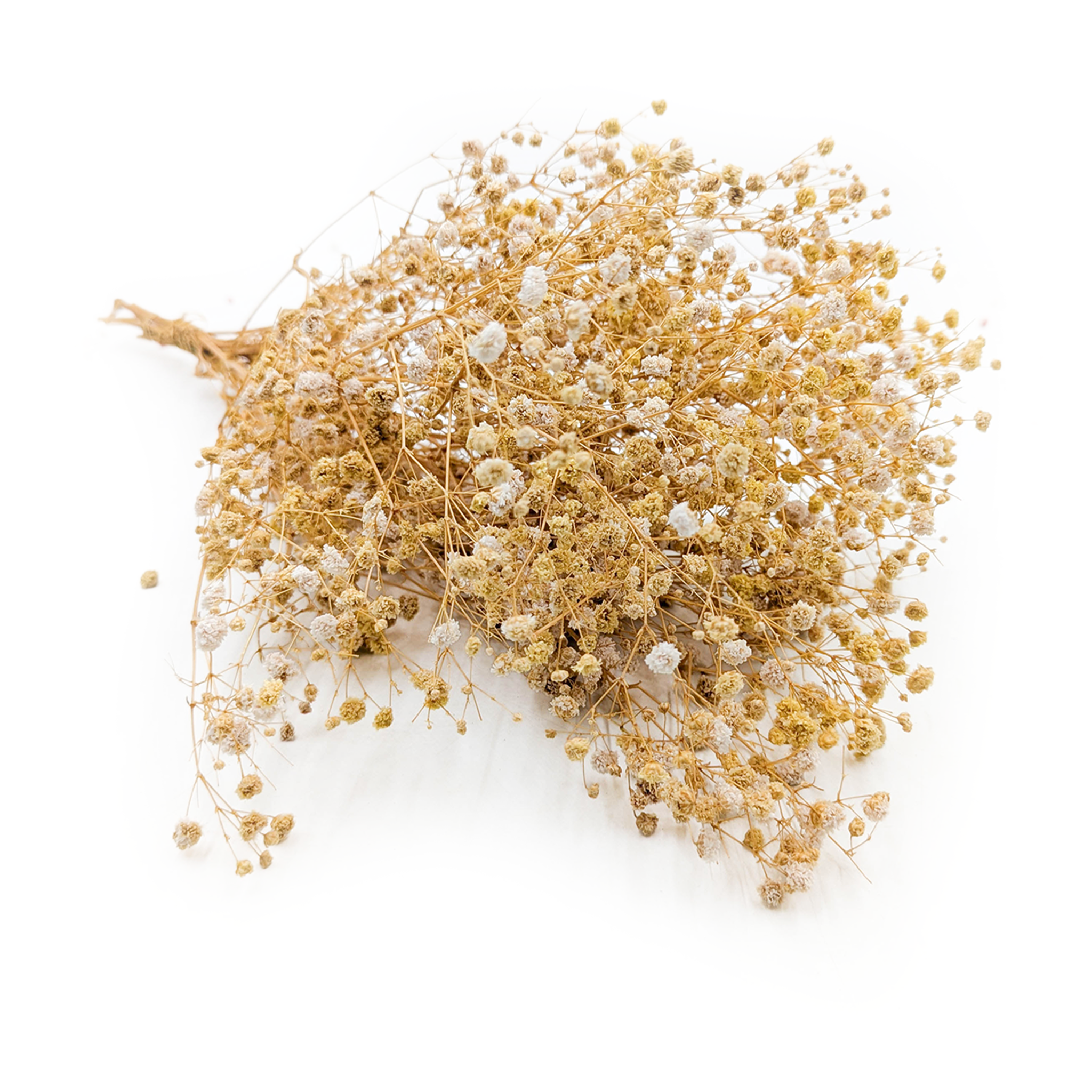 Gipsówka Stabilizowana Premium - (gypsophila) - Żółta