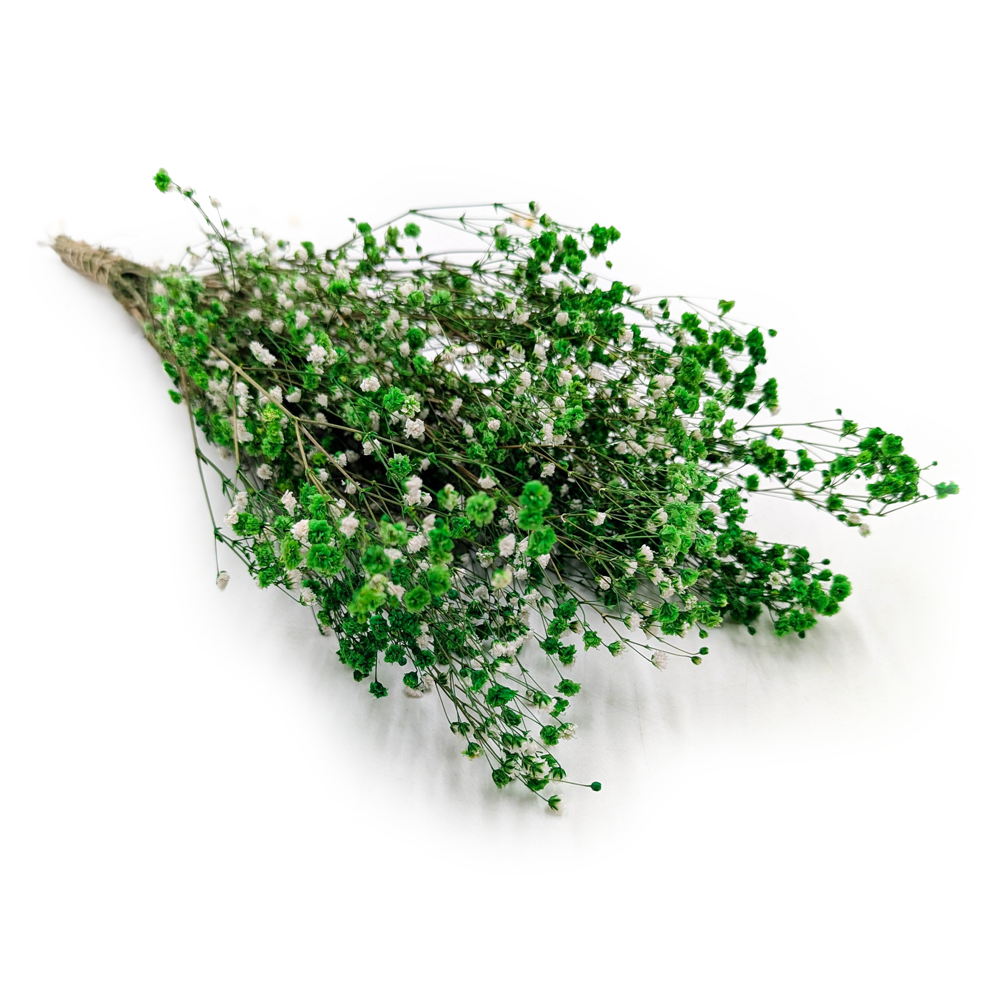 Gipsówka Stabilizowana Premium - (gypsophila) - Zielona