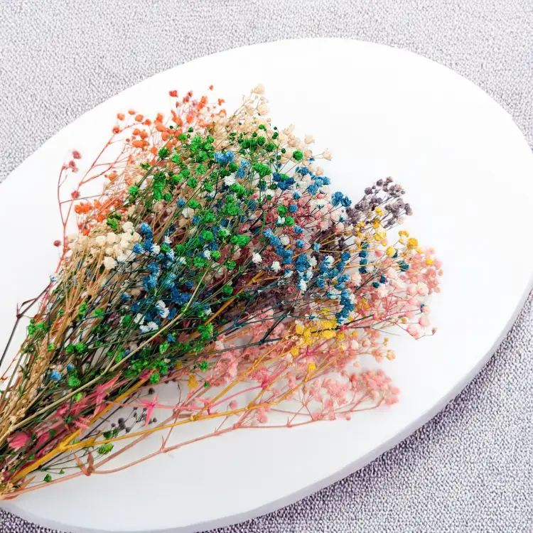 Gipsówka Rainbow mix 3.png