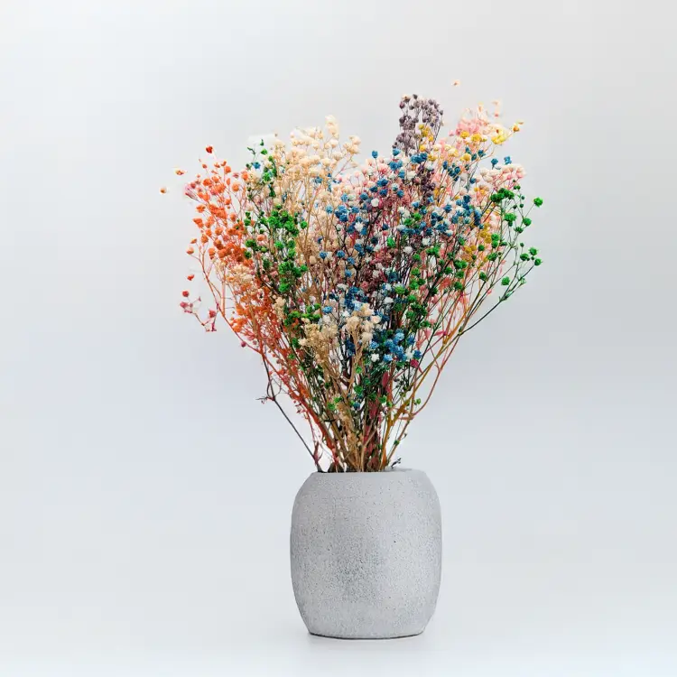 Gipsówka Rainbow mix 1.png