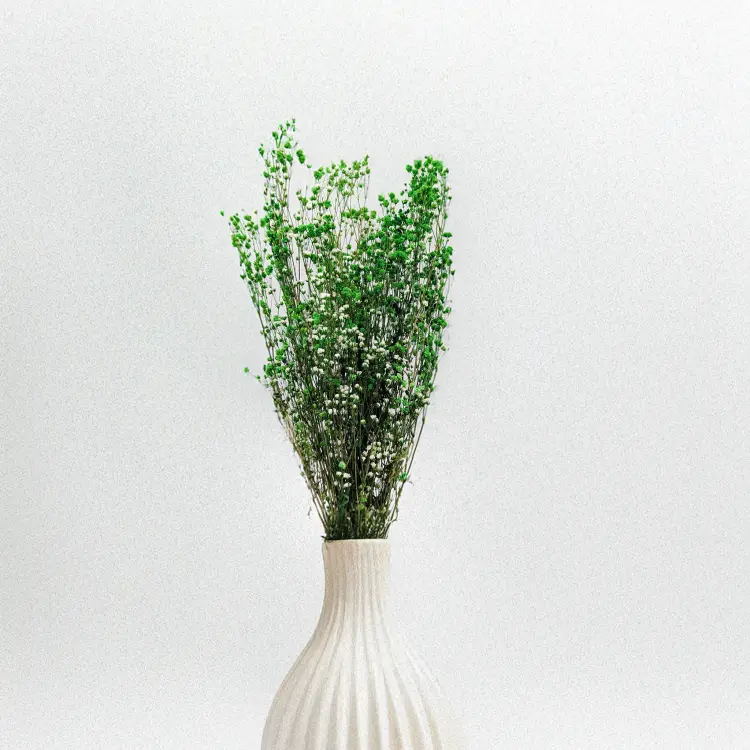 Gipsówka Zielona 2.png