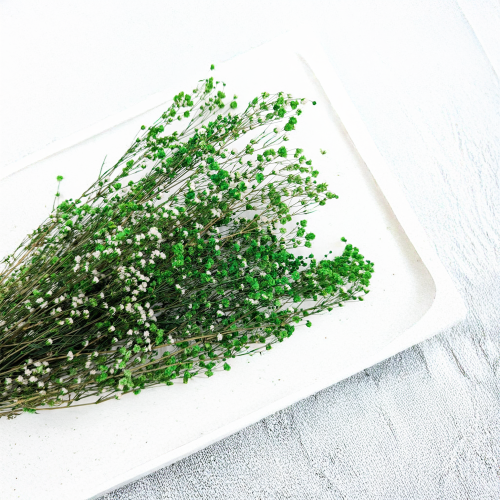 Gipsówka Zielona 3.png