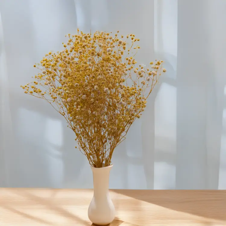 Gipsówka stabilizowana Yellow 4.png