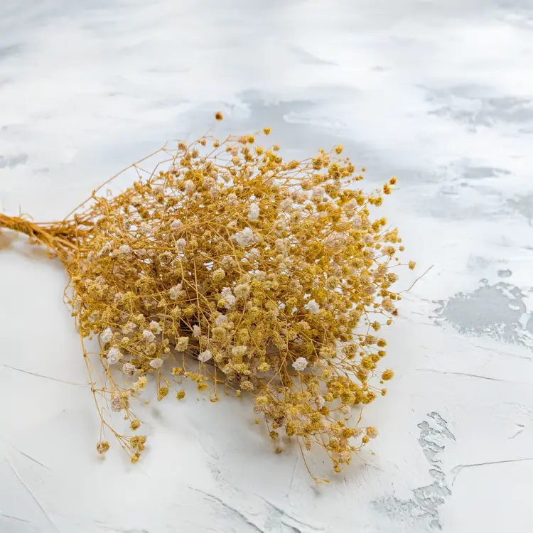 Gipsówka stabilizowana Yellow.png