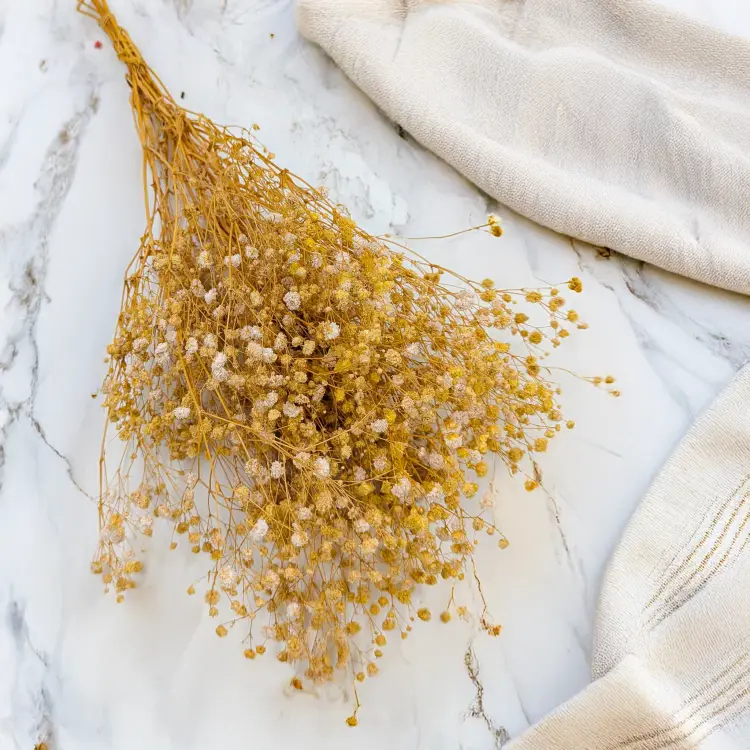 Gipsówka stabilizowana Yellow 1.png