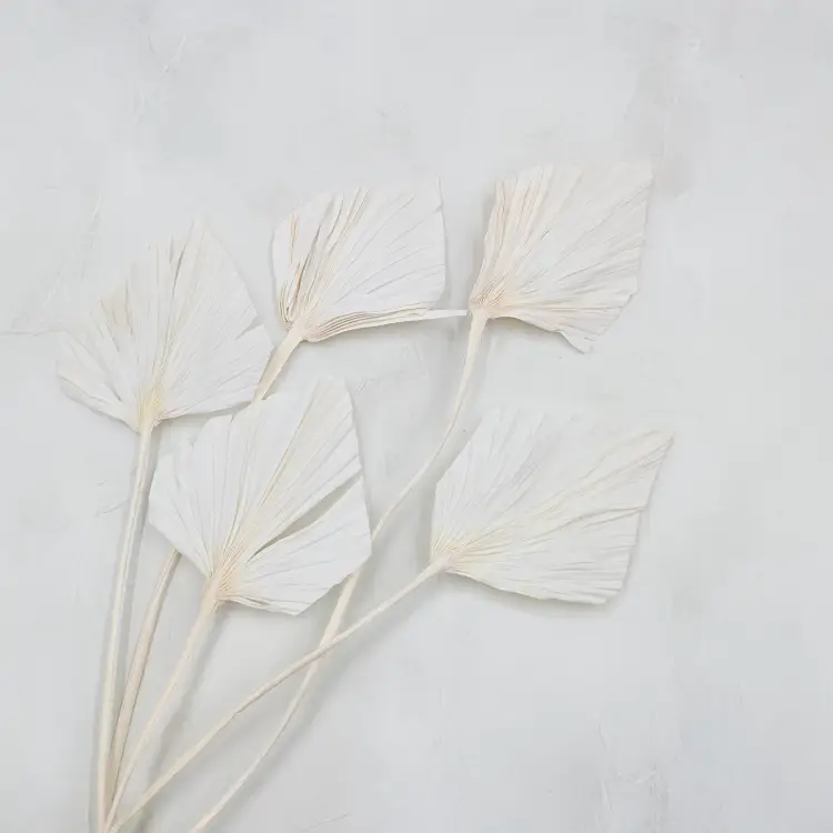 Palm spear Bielony.png