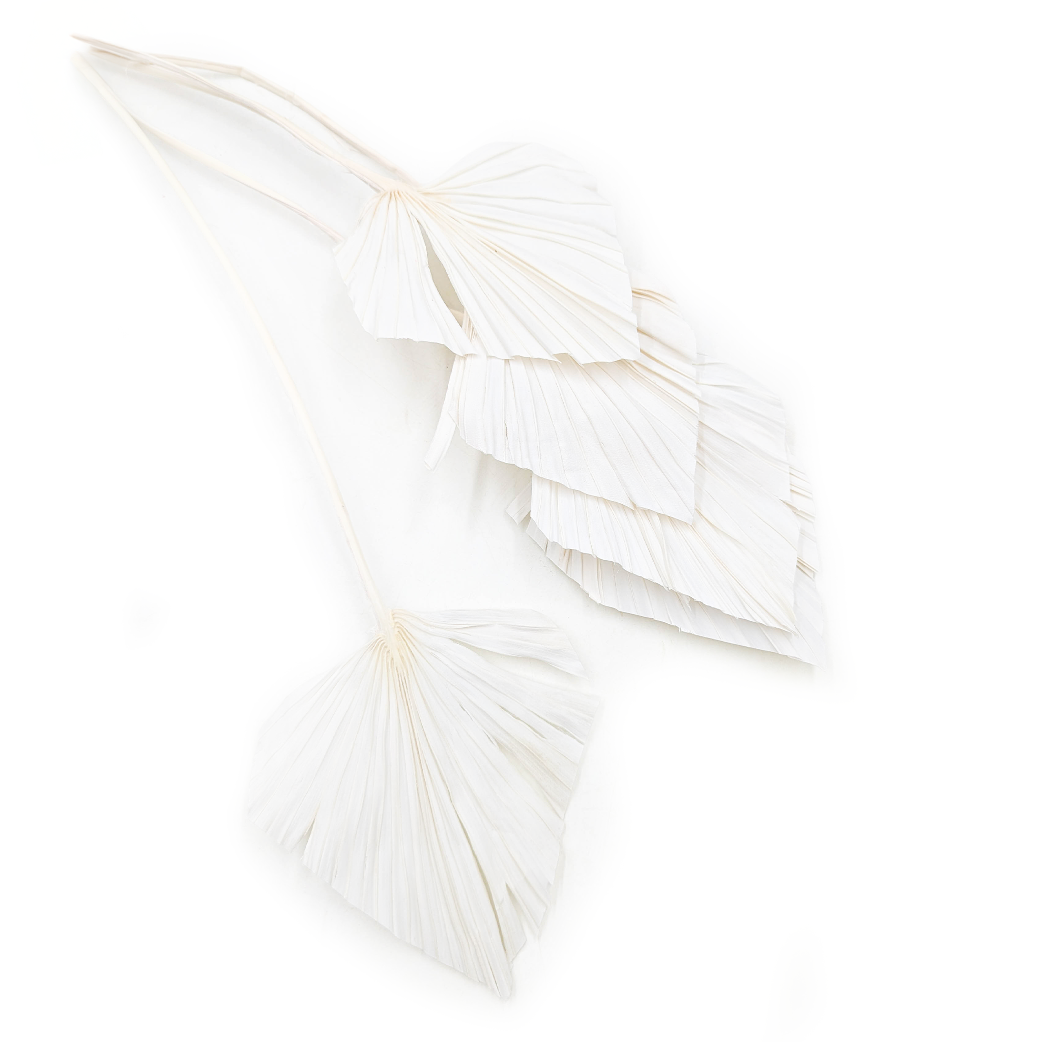 Palma cięta, wachlarz, strzałka (Palm spear) - Bielona