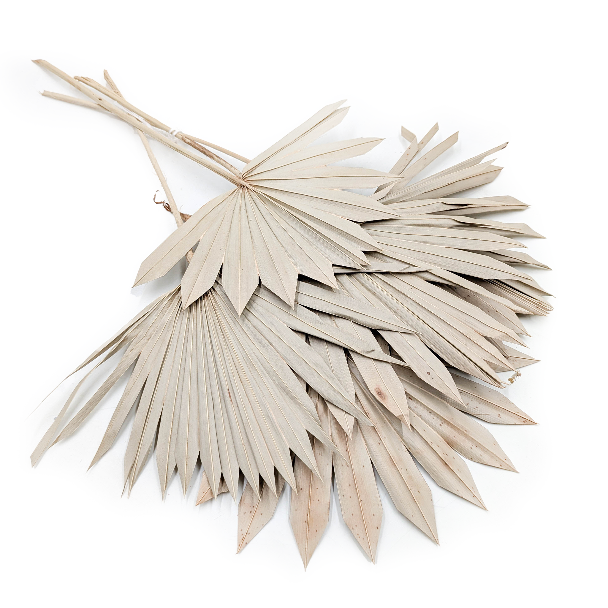 Palma, wachlarz (Palm Sun) - Naturalna