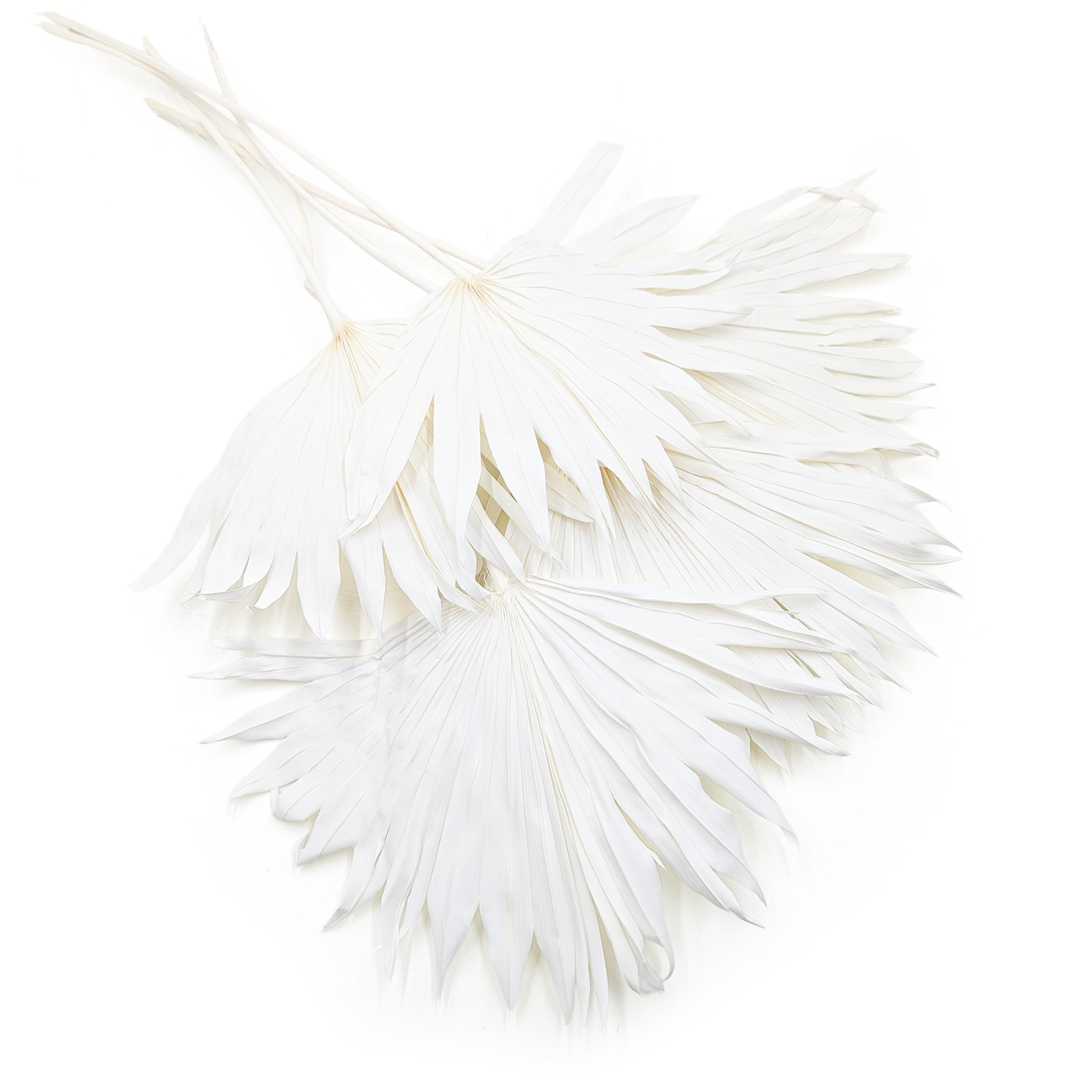 Palma, wachlarz (Palm Sun) - Bielona