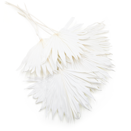 Palm Sun Bielony.png