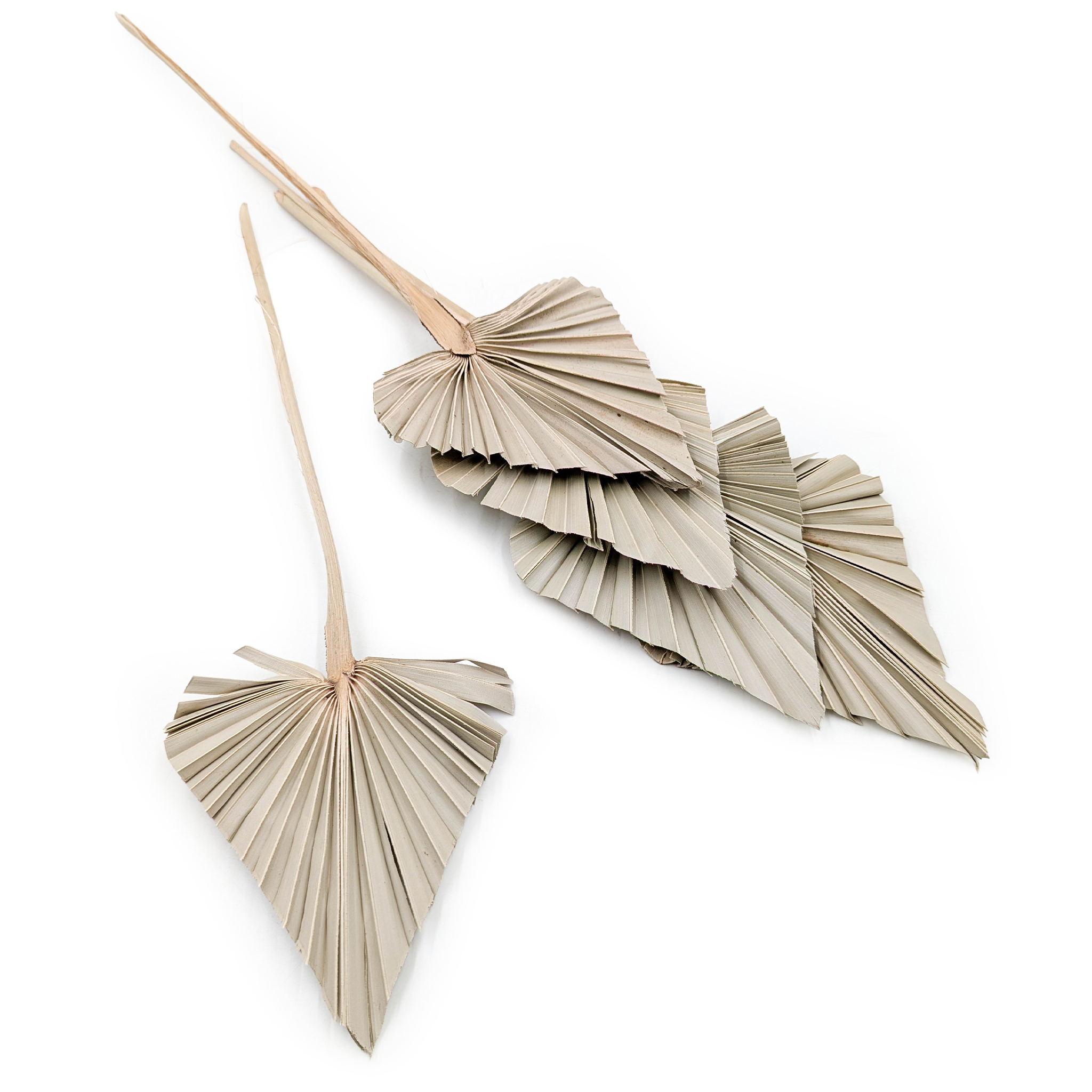 Palma cięta, wachlarz, strzałka (Palm spear) - Naturalna