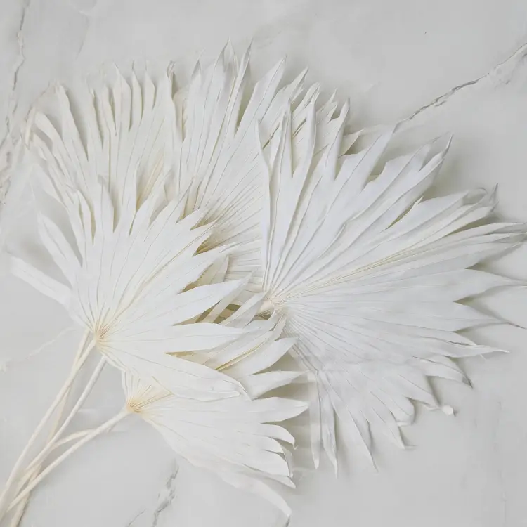 Palm sun bielony 1.png