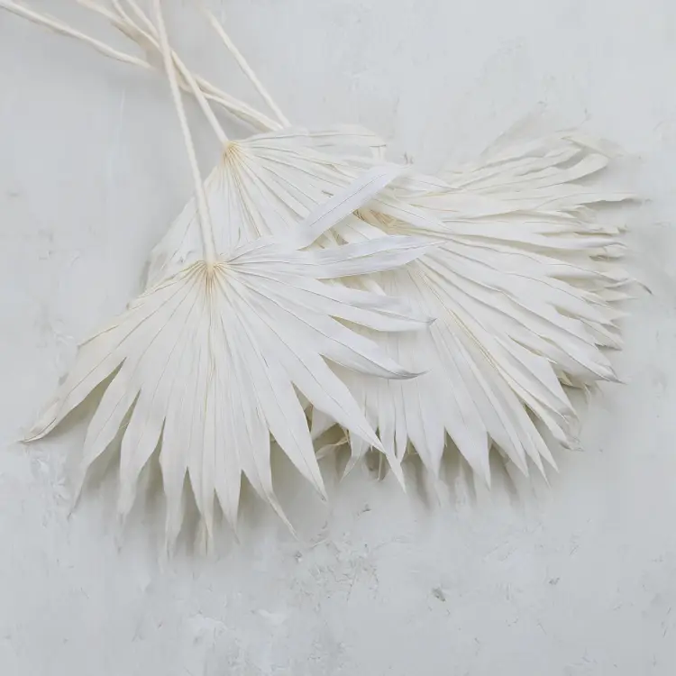 Palm sun bielony.png