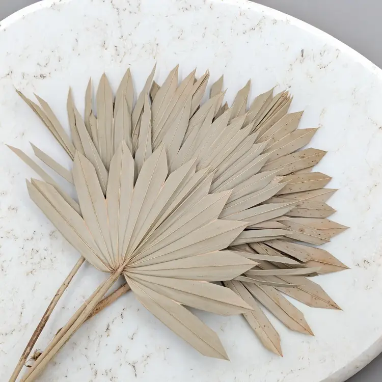 Palm sun naturalny 1.png