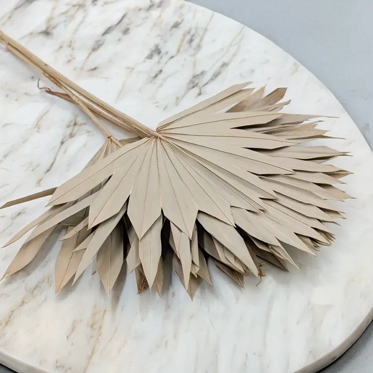 Palm sun naturalny 2.png