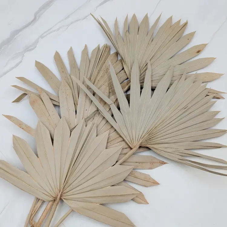 Palm sun naturalny 3.png