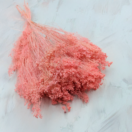 Broom Bloom Łosoś.png