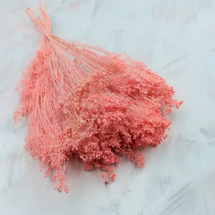 Broom Bloom Łosoś.png