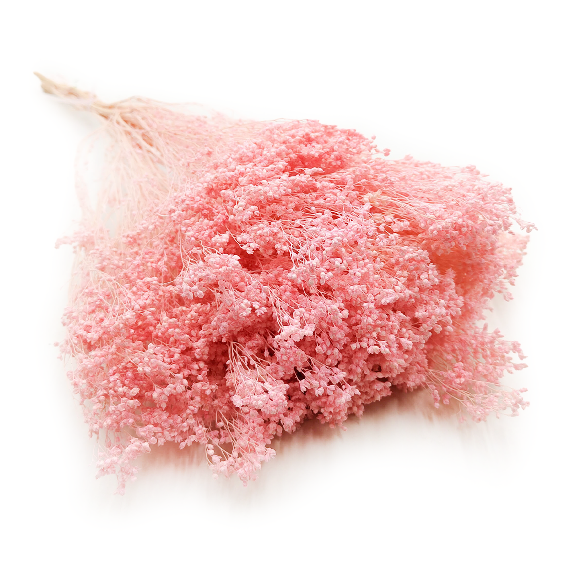 Suszony Broom Bloom - Żarnowiec - Perłowy Różowy