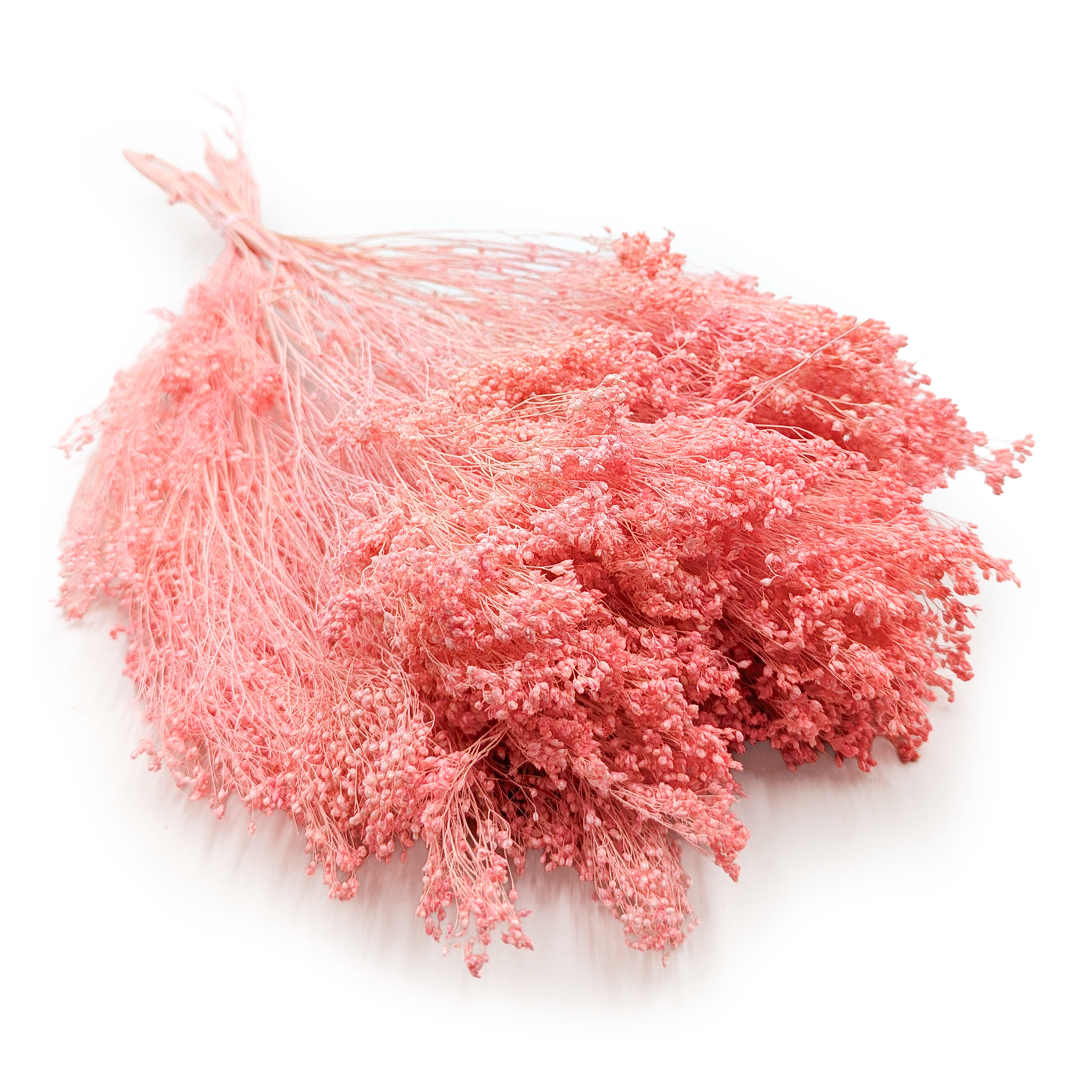 Suszony Broom Bloom - Żarnowiec - Łososiowy różowy