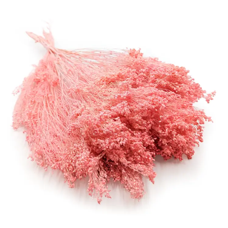 Broom Bloom Łososiowy.png