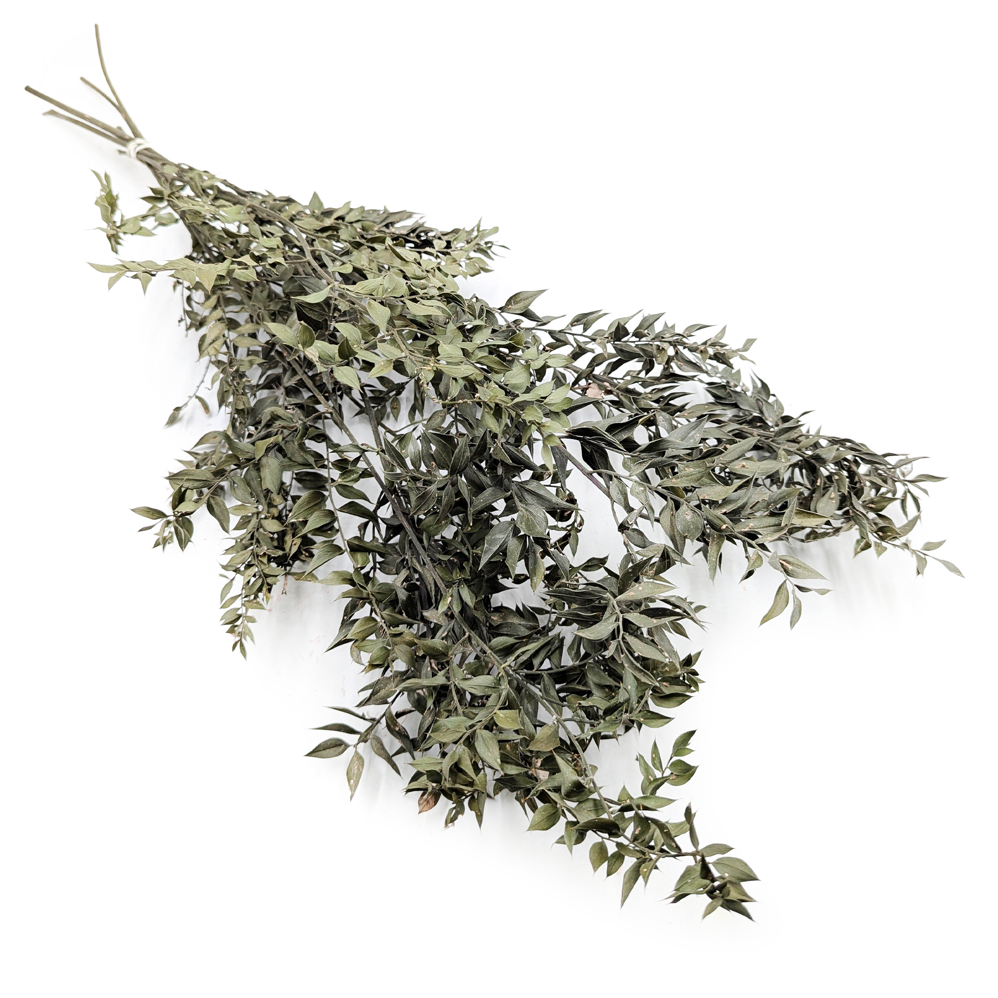 Ruskus suszony - (Ruscus) - Naturalny