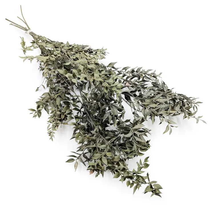 Ruskus Zielony Suszony.png