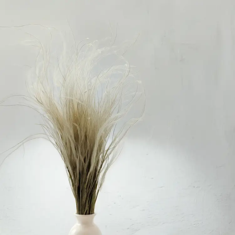 Stipa naturalna 4.png
