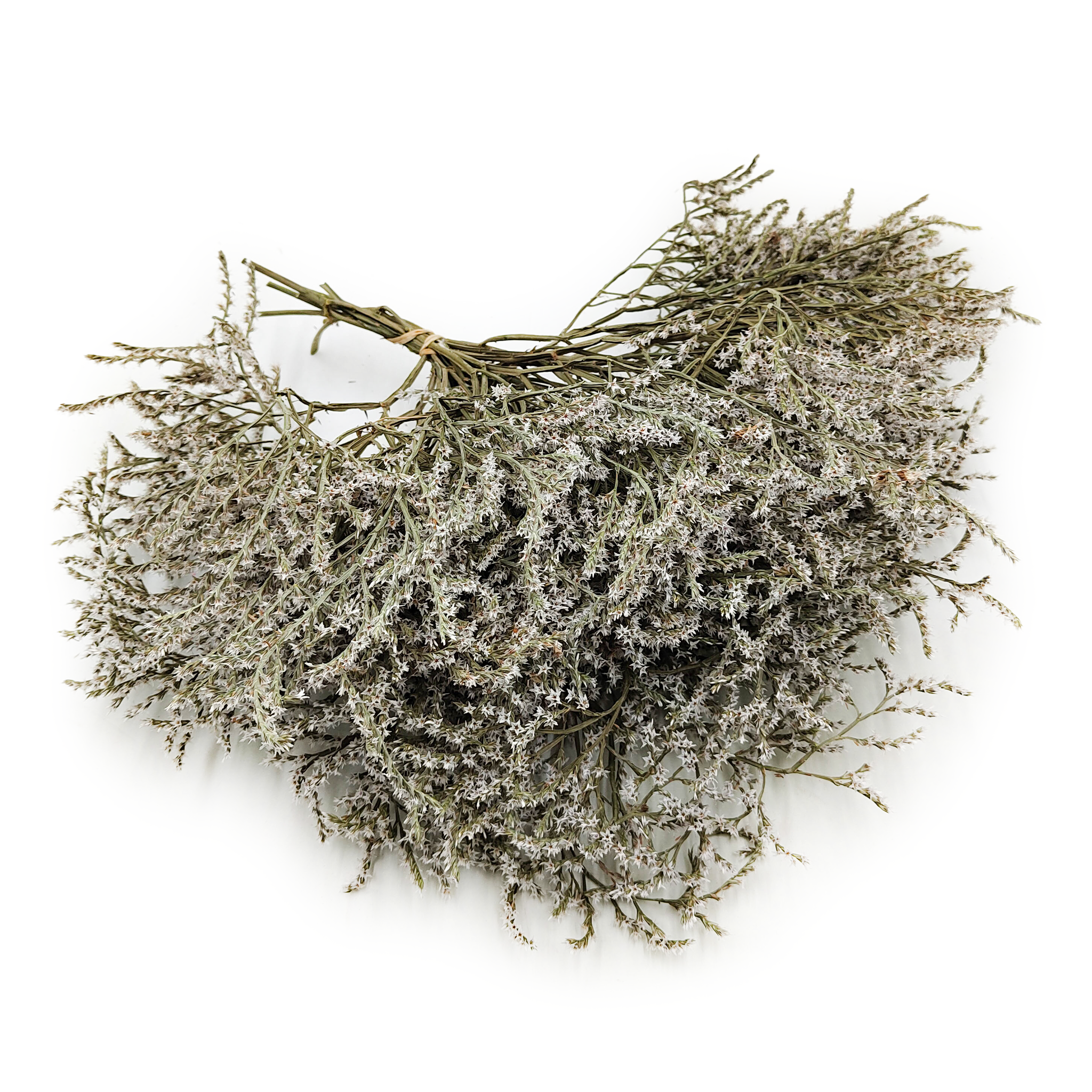 Suszony Zatrwian Tatarski - Limonium Tataricum - Biały