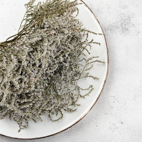 Zatrwian Tatarski Statice biała.png