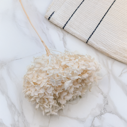 Hortensja bielona suszona IT 1.png