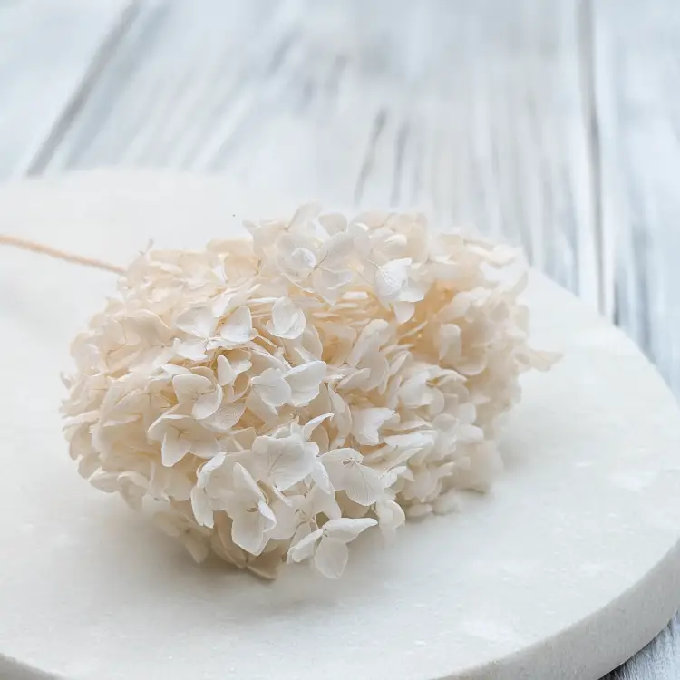 Hortensja bielona suszona IT 2.png