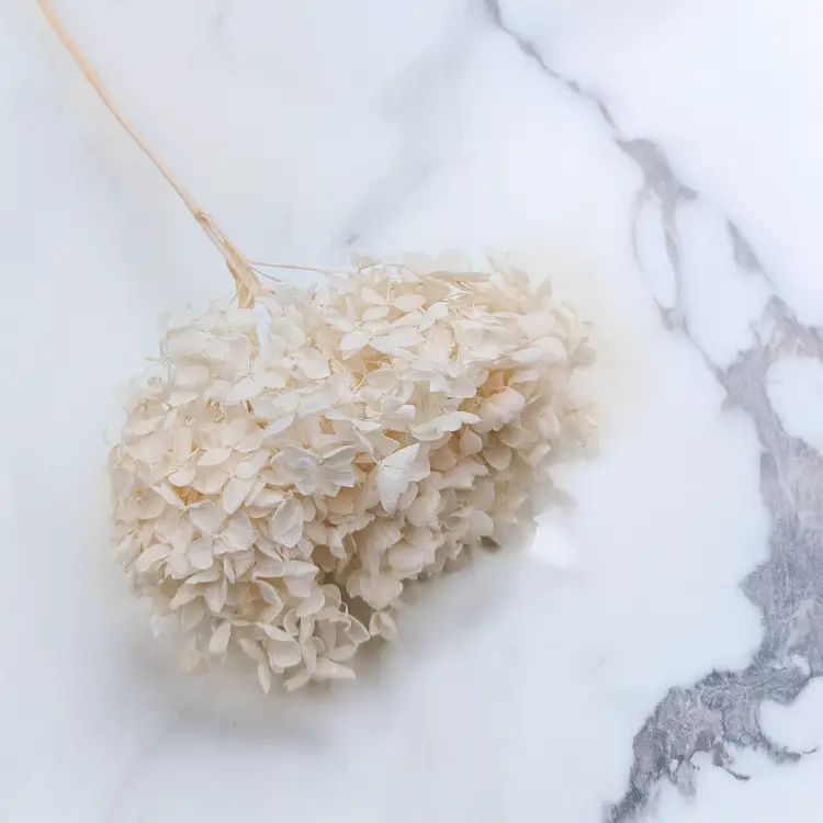 Hortensja bielona suszona IT 3.png