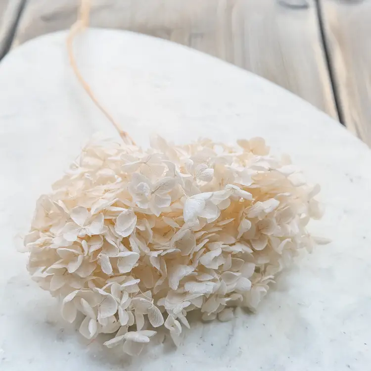 Hortensja bielona suszona IT 4.png