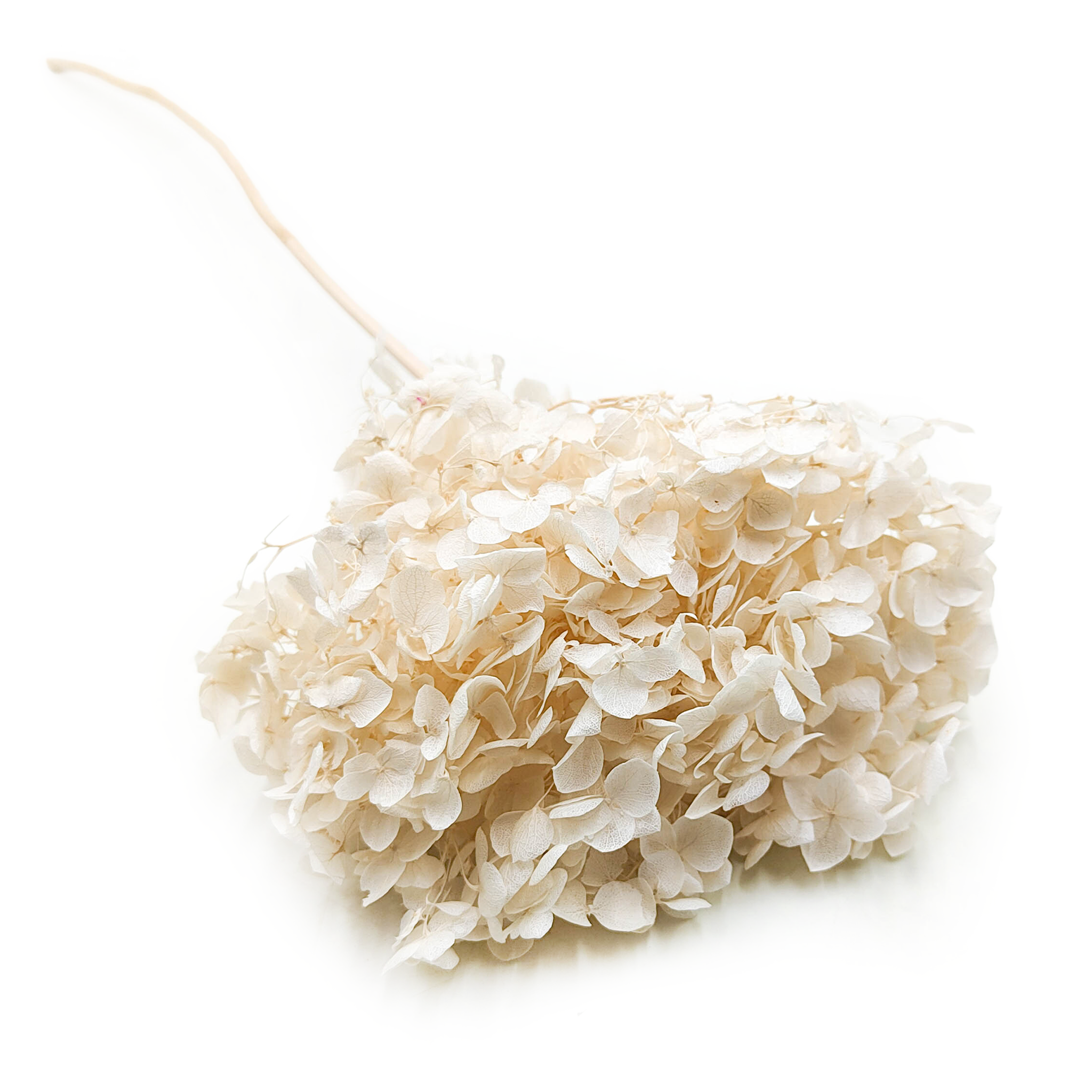 Hortensja Suszona (Hydrangea Cabeza) - Biała