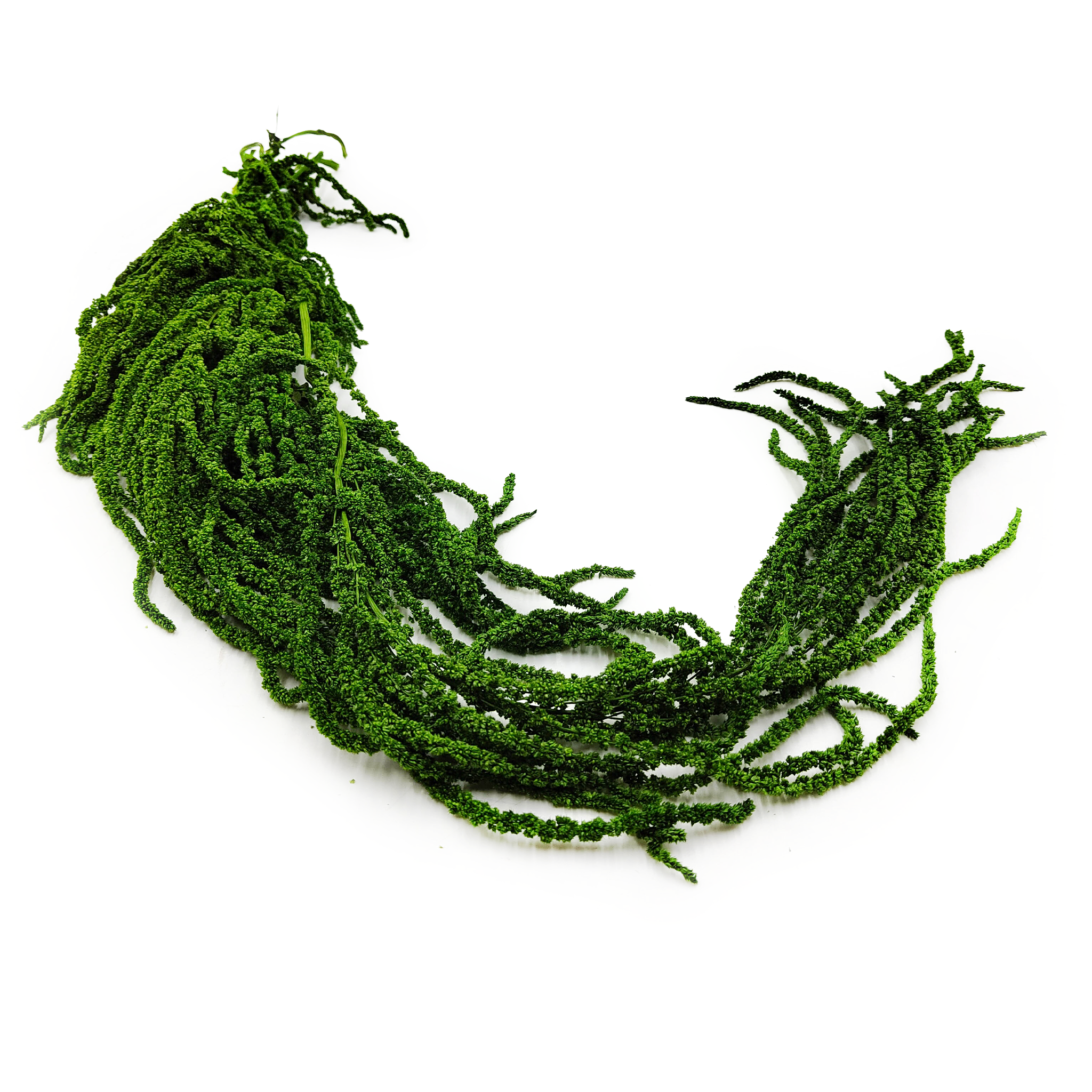 Amarantus Stabilizowany - Szarłat - Zielony