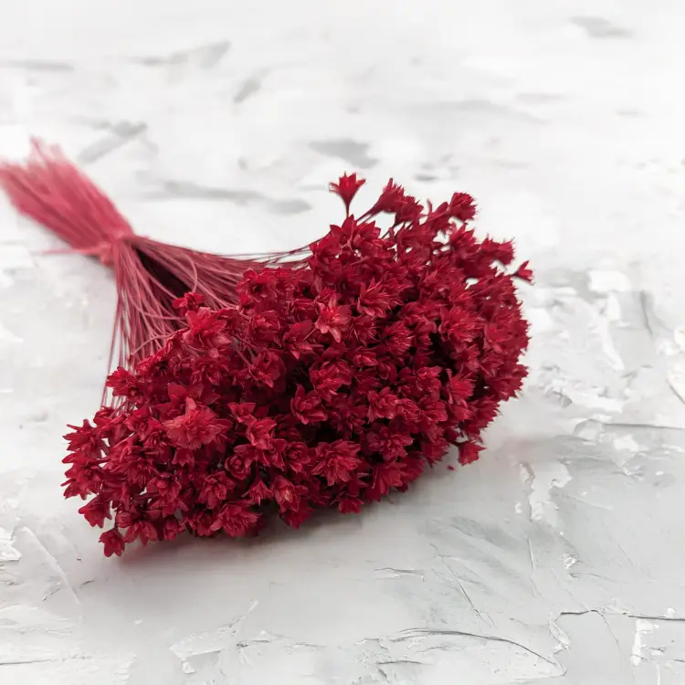 Hill Flower czerwony.png