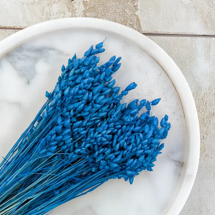 Briza Maxima niebieska 2 (1).png