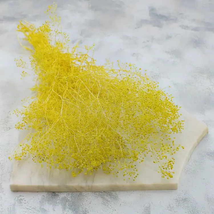 Gipsówka stabilizowana mini Żółta.png