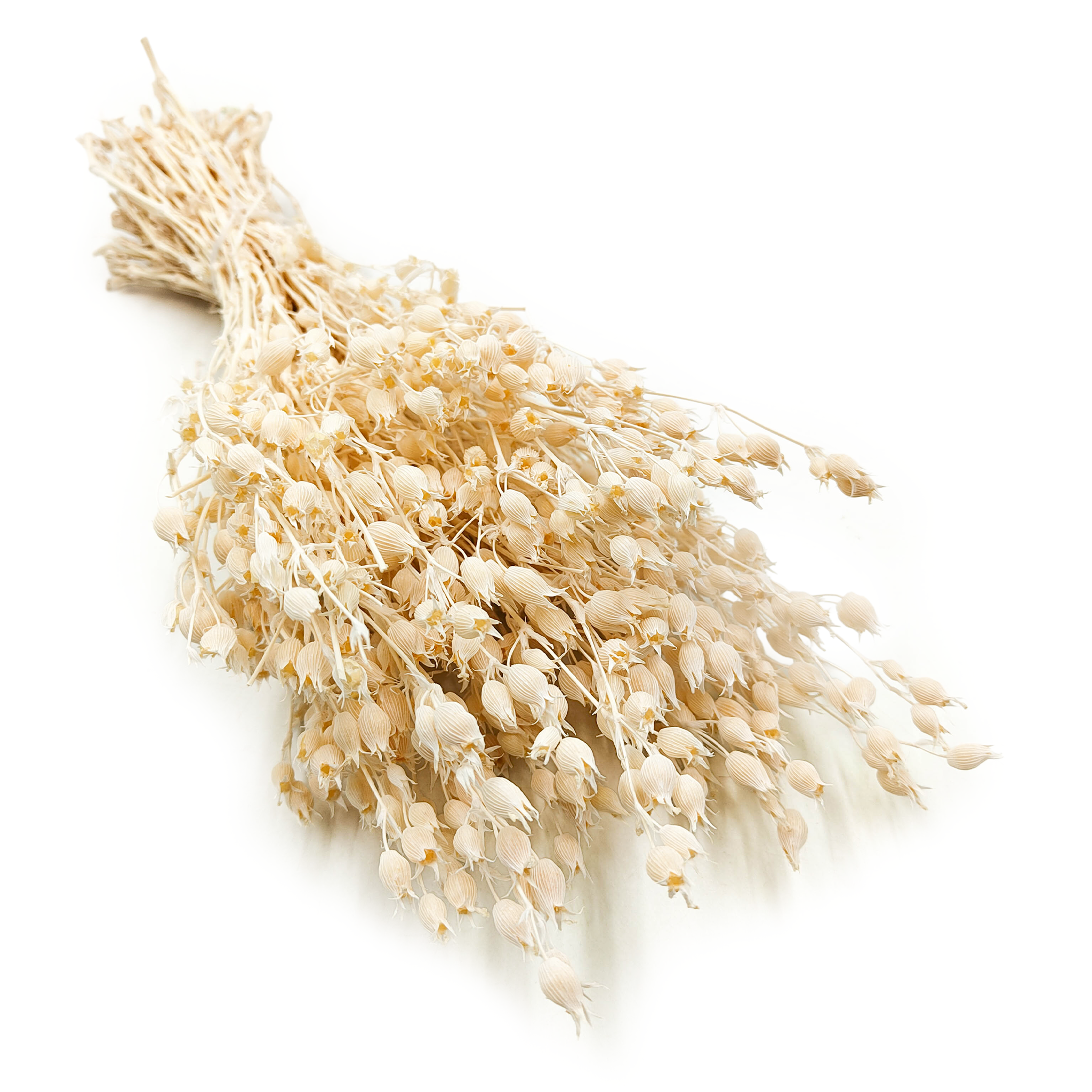 Lepnica rozdęta - (Silene) - Bielona