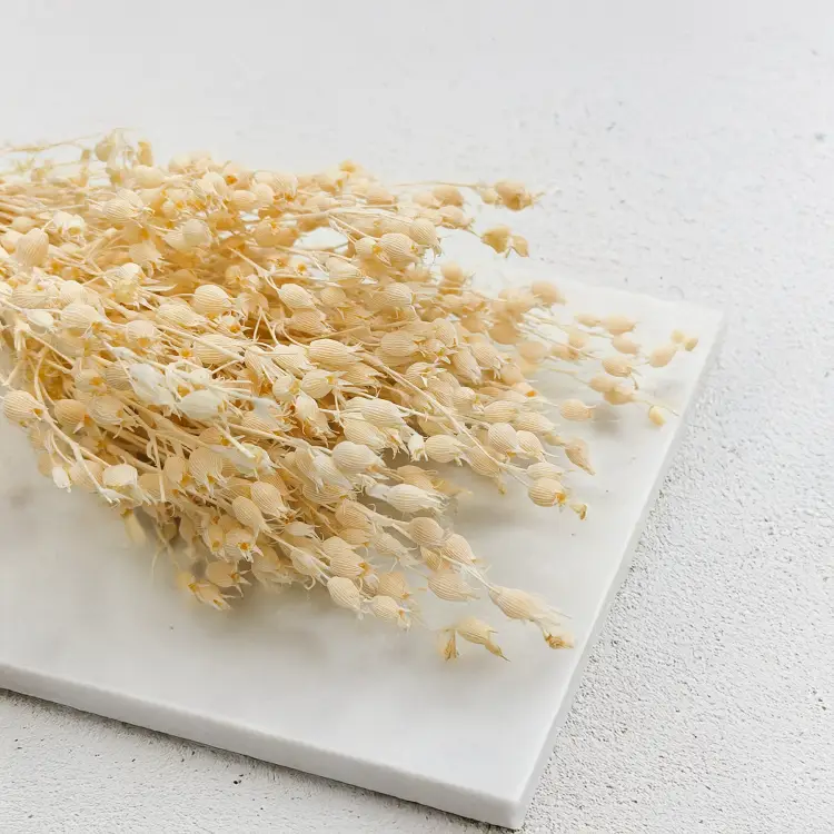 Silene Bielone 3.png