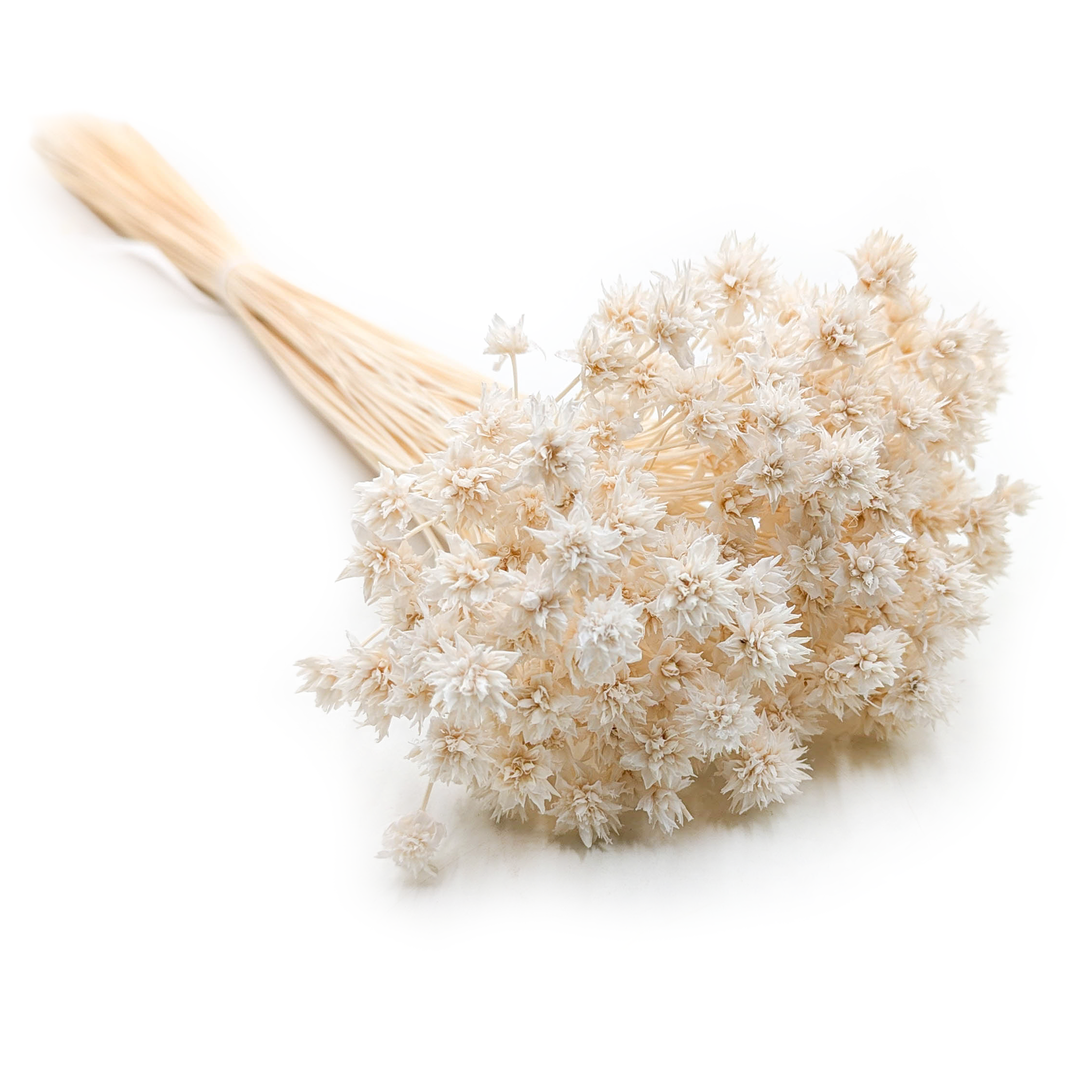 Hill Flower - Biały