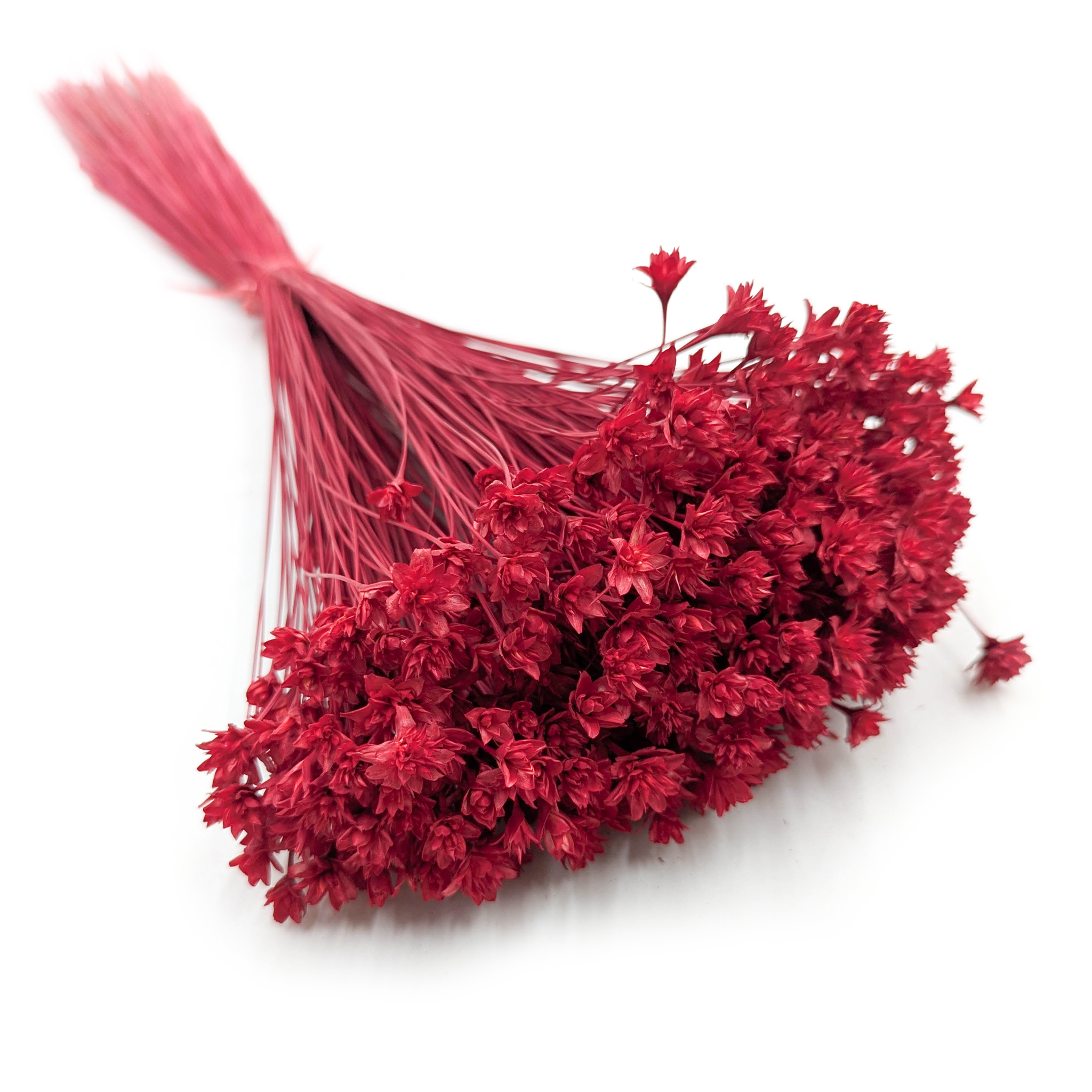 Hill Flower - Czerwony