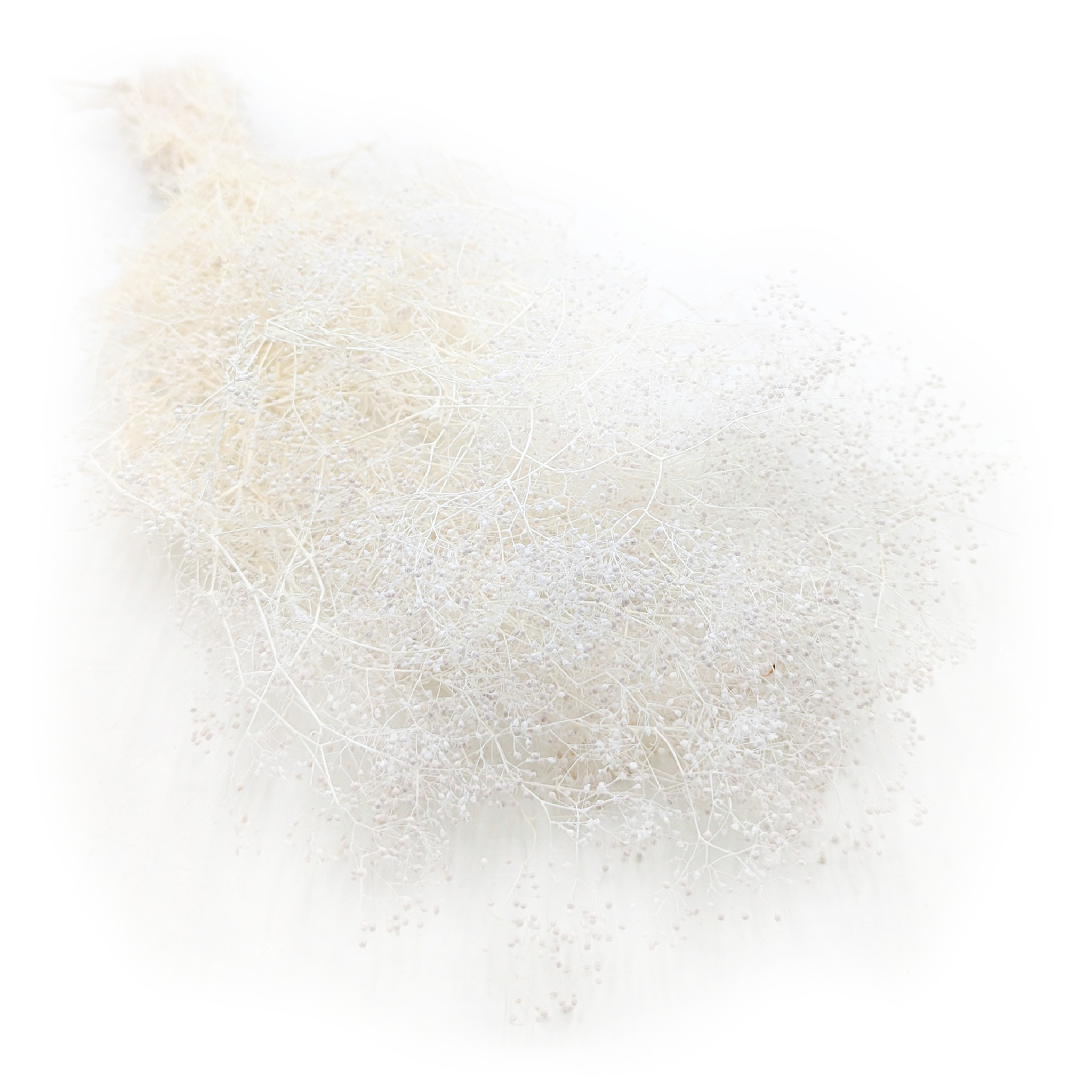 Gipsówka Stabilizowana MINI - (gypsophila) - Bielona