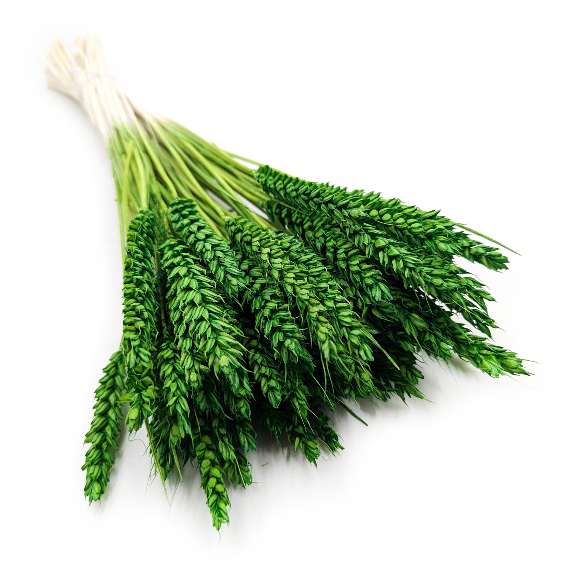 Suszona pszenica - Zielona