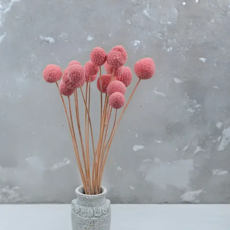 Craspedia różowa IT 4.png