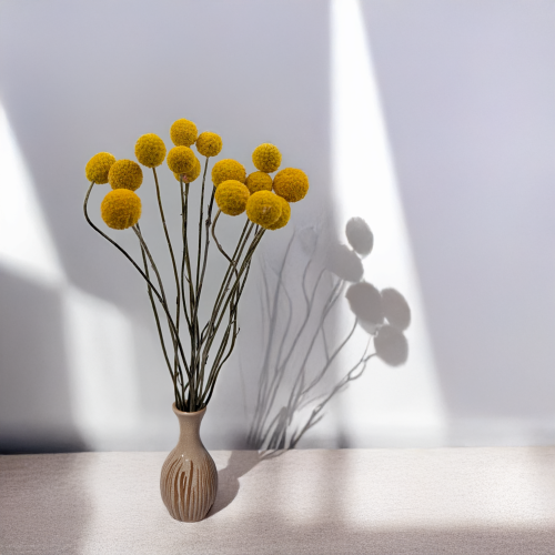 Craspedia żółta PL 4.png